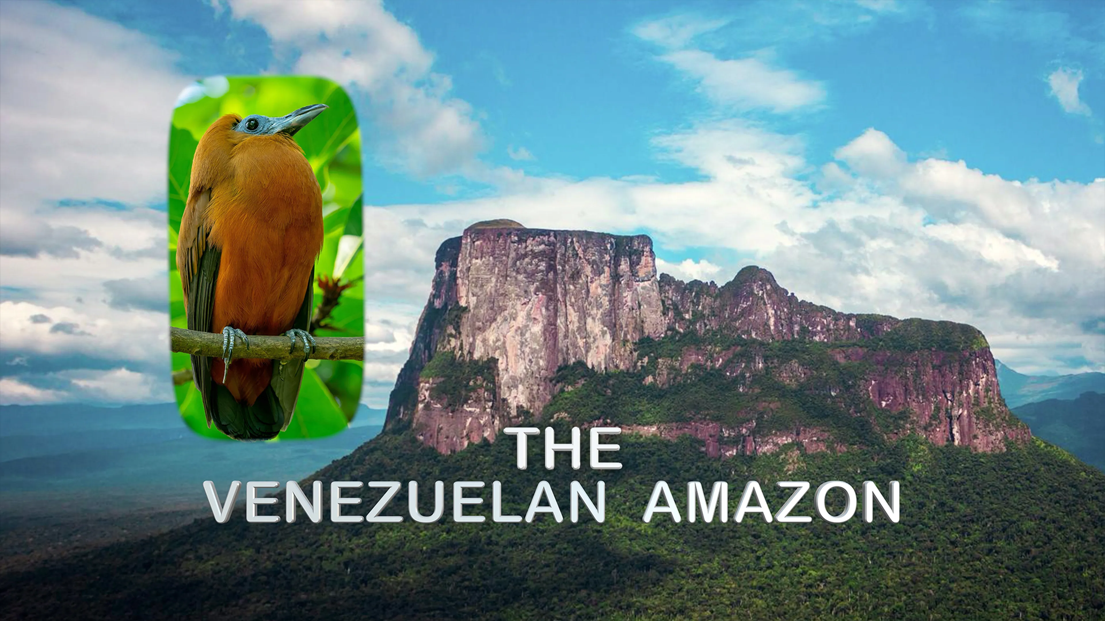 The Venezuelan Amazon poster